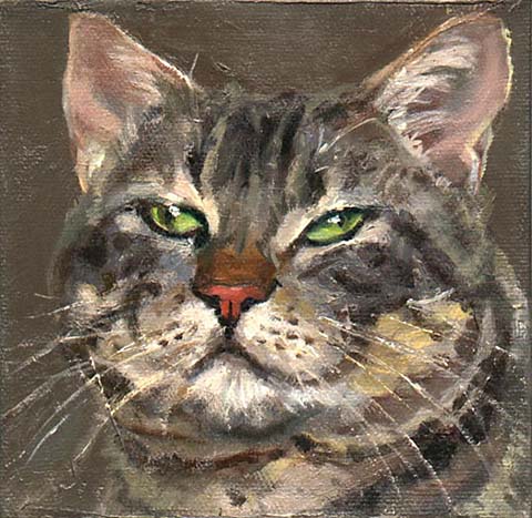 Brown tabby