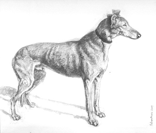 Greyhound